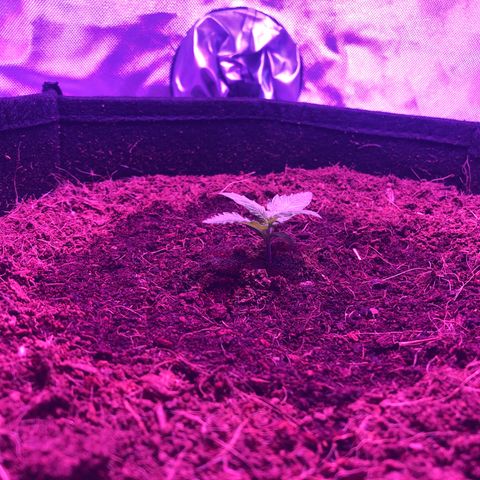 Sensi Skunk Automatic growlog timeline photo