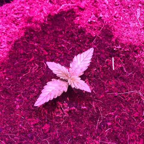 Sensi Skunk Automatic growlog timeline photo