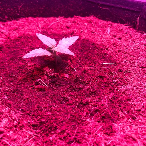 Sensi Skunk Automatic growlog timeline photo
