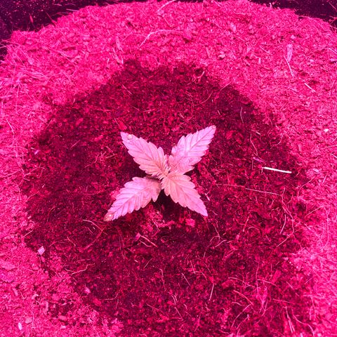 Sensi Skunk Automatic growlog timeline photo