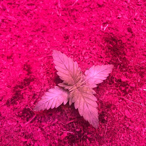 Sensi Skunk Automatic growlog timeline photo
