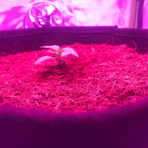 Sensi Skunk Automatic growlog timeline photo