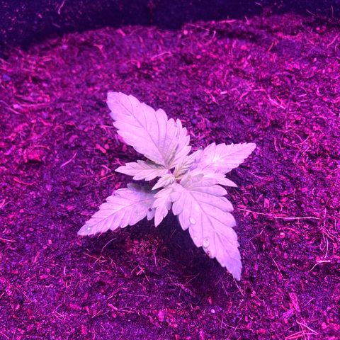 Sensi Skunk Automatic growlog timeline photo
