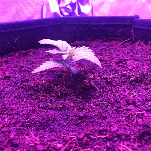 Sensi Skunk Automatic growlog timeline photo