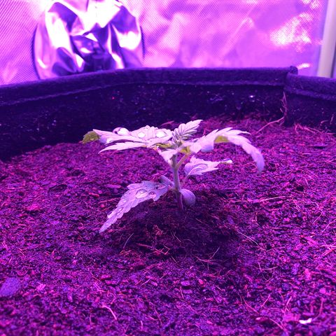 Sensi Skunk Automatic growlog timeline photo