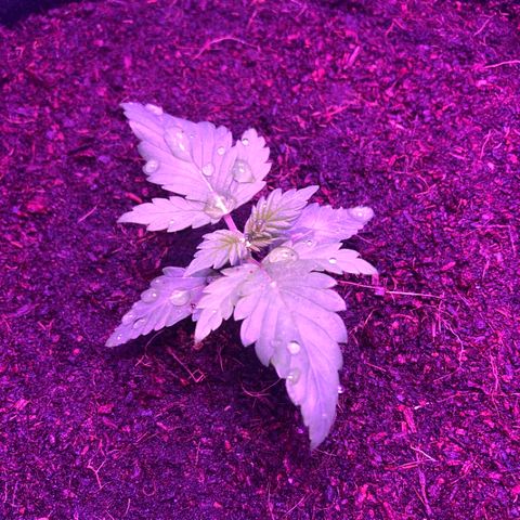 Sensi Skunk Automatic growlog timeline photo