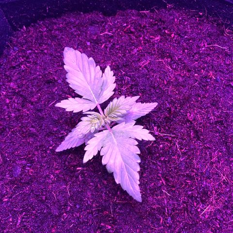 Sensi Skunk Automatic growlog timeline photo