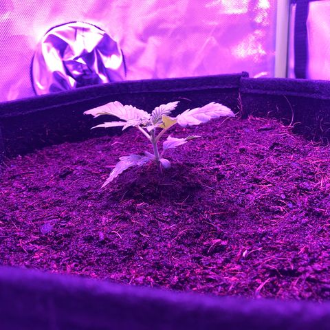 Sensi Skunk Automatic growlog timeline photo