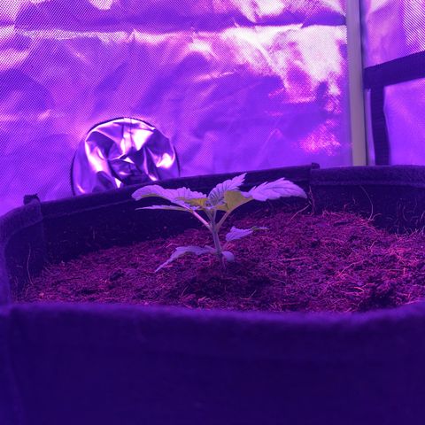 Sensi Skunk Automatic growlog timeline photo