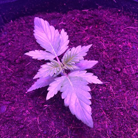 Sensi Skunk Automatic growlog timeline photo