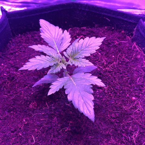 Sensi Skunk Automatic growlog timeline photo