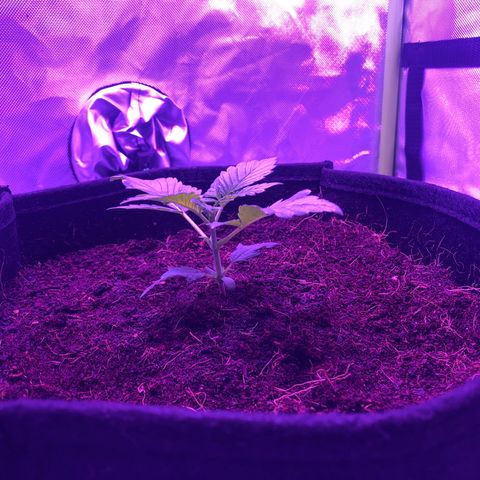 Sensi Skunk Automatic growlog timeline photo