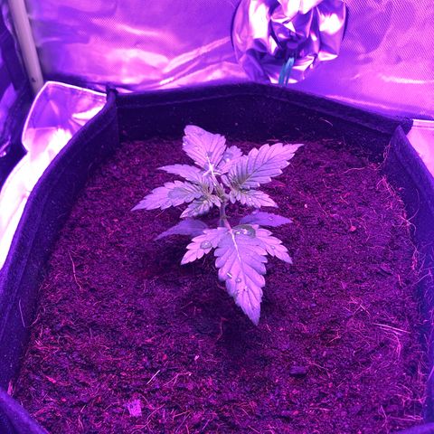 Sensi Skunk Automatic growlog timeline photo