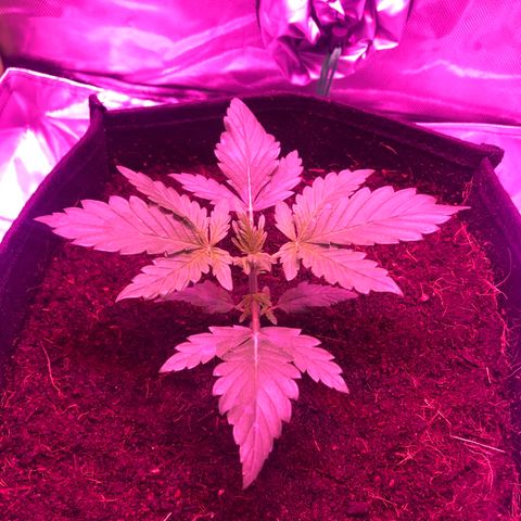 Sensi Skunk Automatic growlog timeline photo