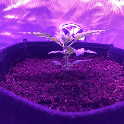Sensi Skunk Automatic growlog timeline photo