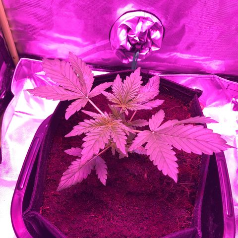 Sensi Skunk Automatic growlog timeline photo