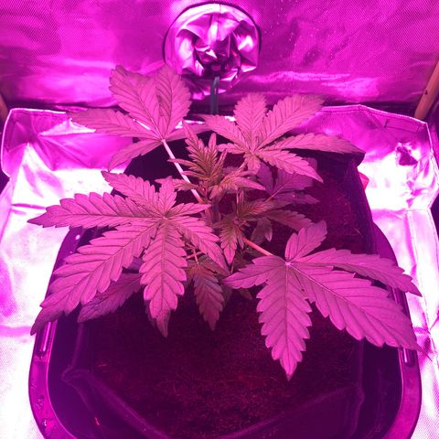 Sensi Skunk Automatic growlog timeline photo