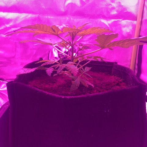 Sensi Skunk Automatic growlog timeline photo