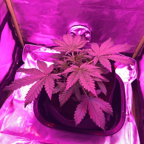 Sensi Skunk Automatic growlog timeline photo