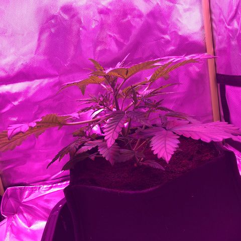 Sensi Skunk Automatic growlog timeline photo