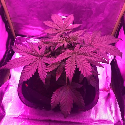 Sensi Skunk Automatic growlog timeline photo