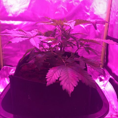 Sensi Skunk Automatic growlog timeline photo