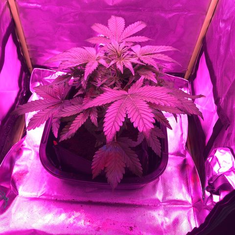 Sensi Skunk Automatic growlog timeline photo