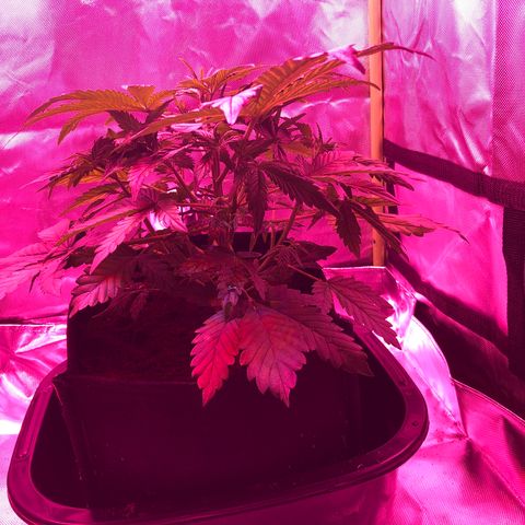 Sensi Skunk Automatic growlog timeline photo