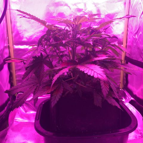 Sensi Skunk Automatic growlog timeline photo