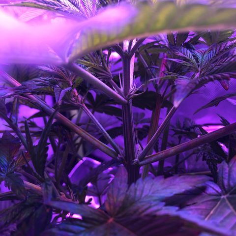 Sensi Skunk Automatic growlog timeline photo
