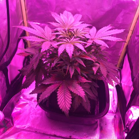 Sensi Skunk Automatic growlog timeline photo