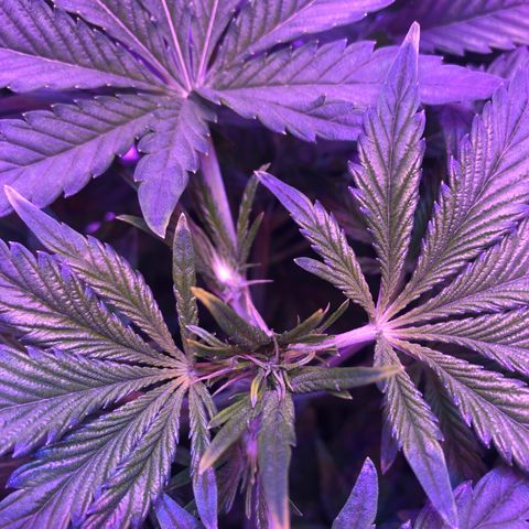 Sensi Skunk Automatic growlog timeline photo
