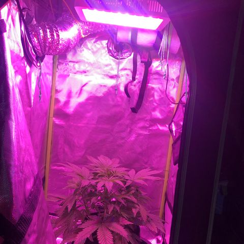 Sensi Skunk Automatic growlog timeline photo