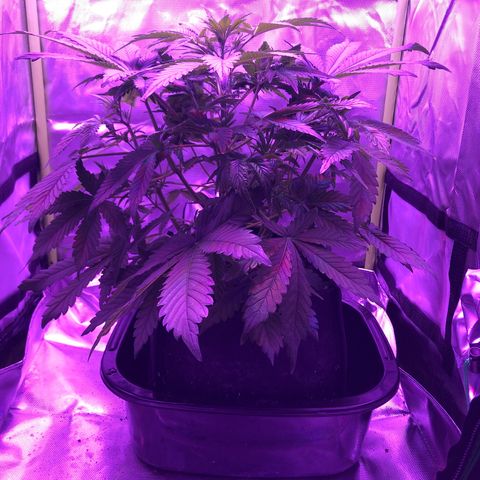 Sensi Skunk Automatic growlog timeline photo