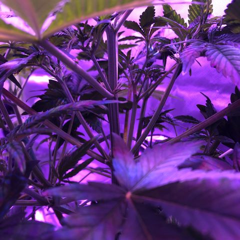 Sensi Skunk Automatic growlog timeline photo