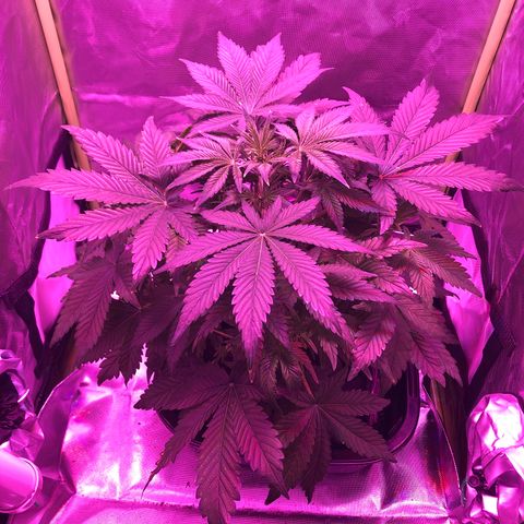 Sensi Skunk Automatic growlog timeline photo
