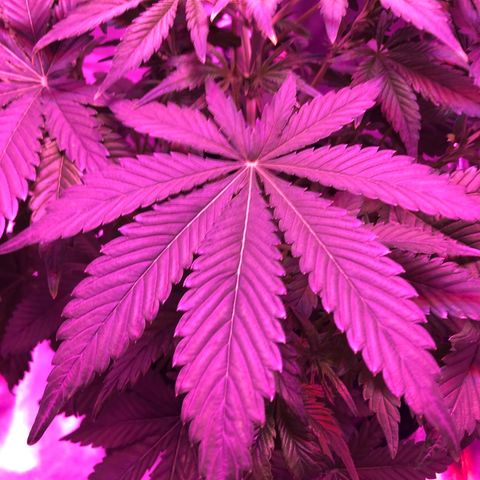 Sensi Skunk Automatic growlog timeline photo
