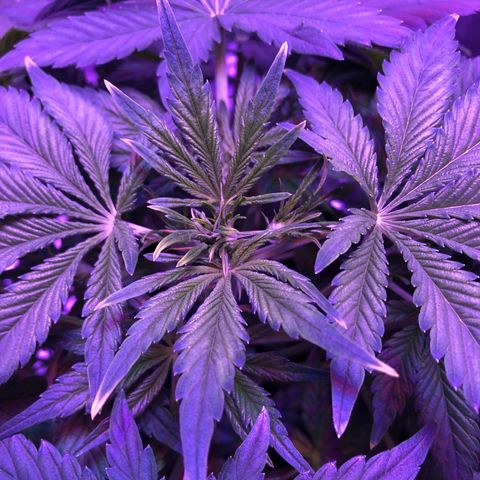 Sensi Skunk Automatic growlog timeline photo
