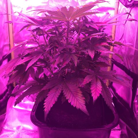 Sensi Skunk Automatic growlog timeline photo