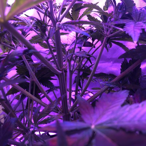 Sensi Skunk Automatic growlog timeline photo