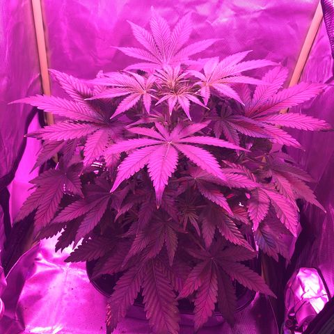 Sensi Skunk Automatic growlog timeline photo