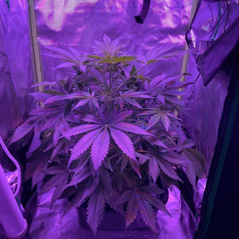 Sensi Skunk Automatic growlog timeline photo