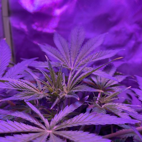 Sensi Skunk Automatic growlog timeline photo