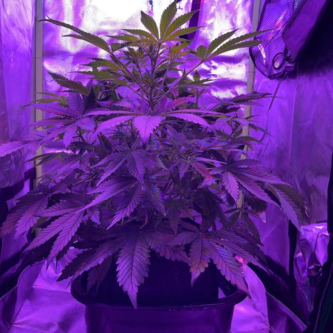 Sensi Skunk Automatic growlog timeline photo