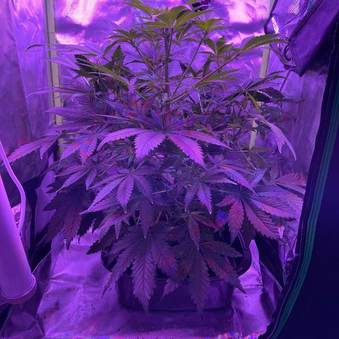 Sensi Skunk Automatic growlog timeline photo