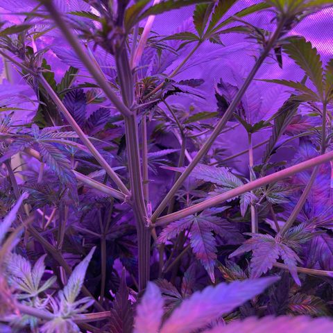 Sensi Skunk Automatic growlog timeline photo