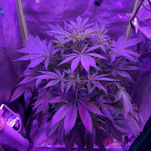 Sensi Skunk Automatic growlog timeline photo