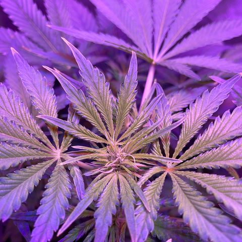 Sensi Skunk Automatic growlog timeline photo