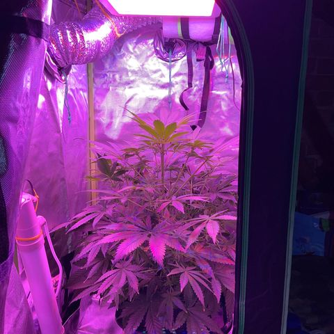 Sensi Skunk Automatic growlog timeline photo