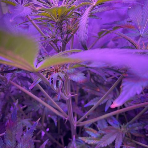 Sensi Skunk Automatic growlog timeline photo